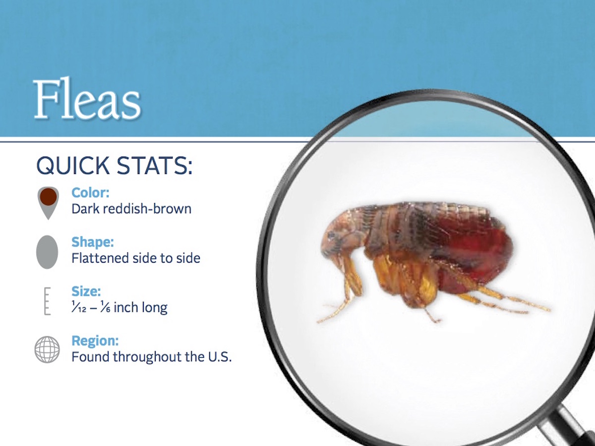 Facts About Fleas