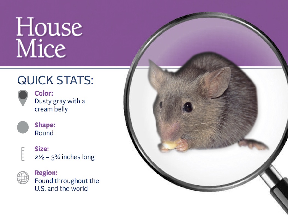 Facts About House Mice