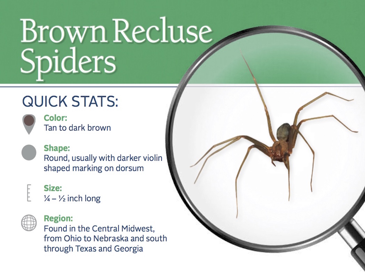 Facts About Brown Recluse